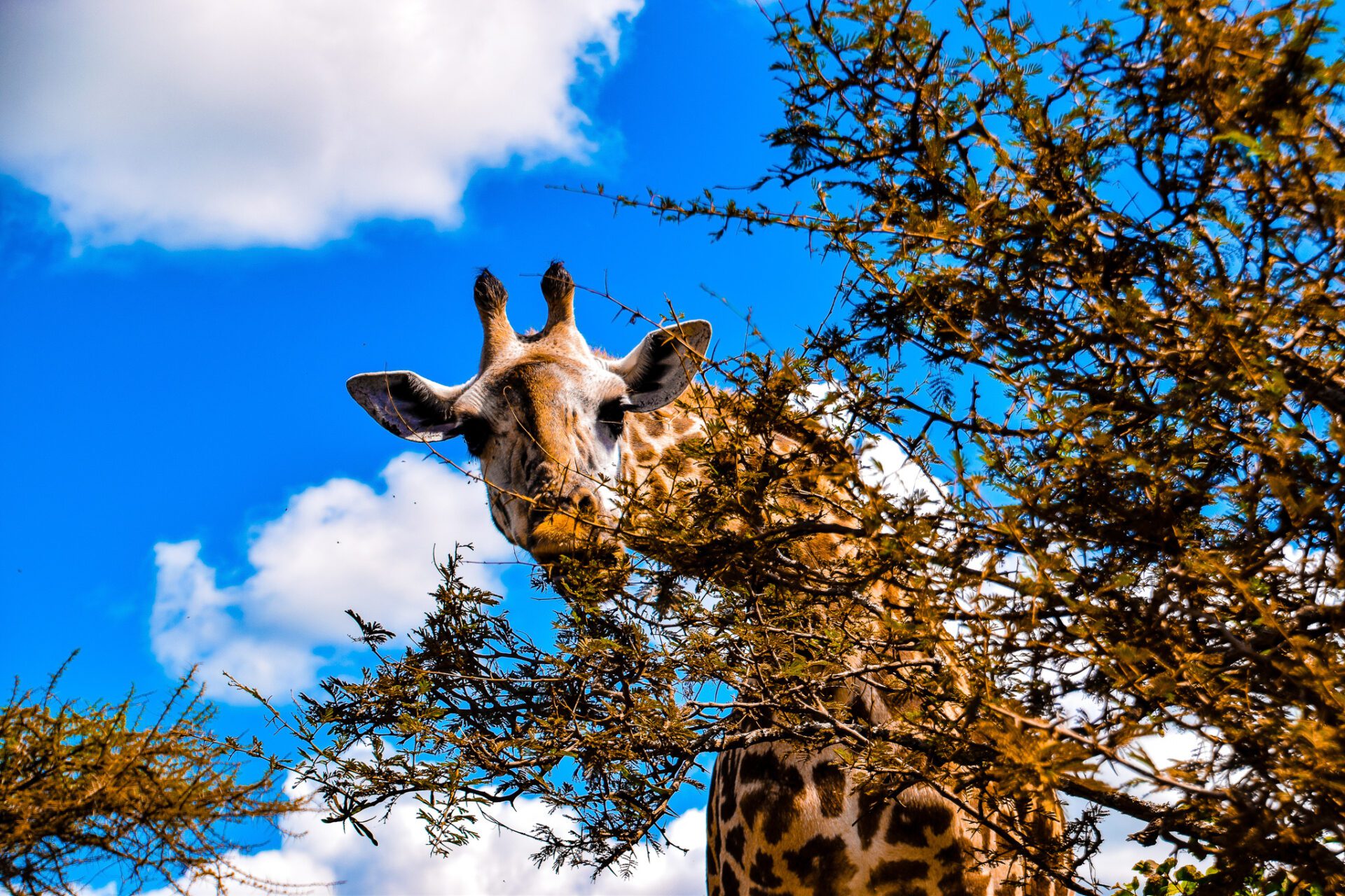 Giraf spiser af træ lige over person Serengeti safari Tanzania
