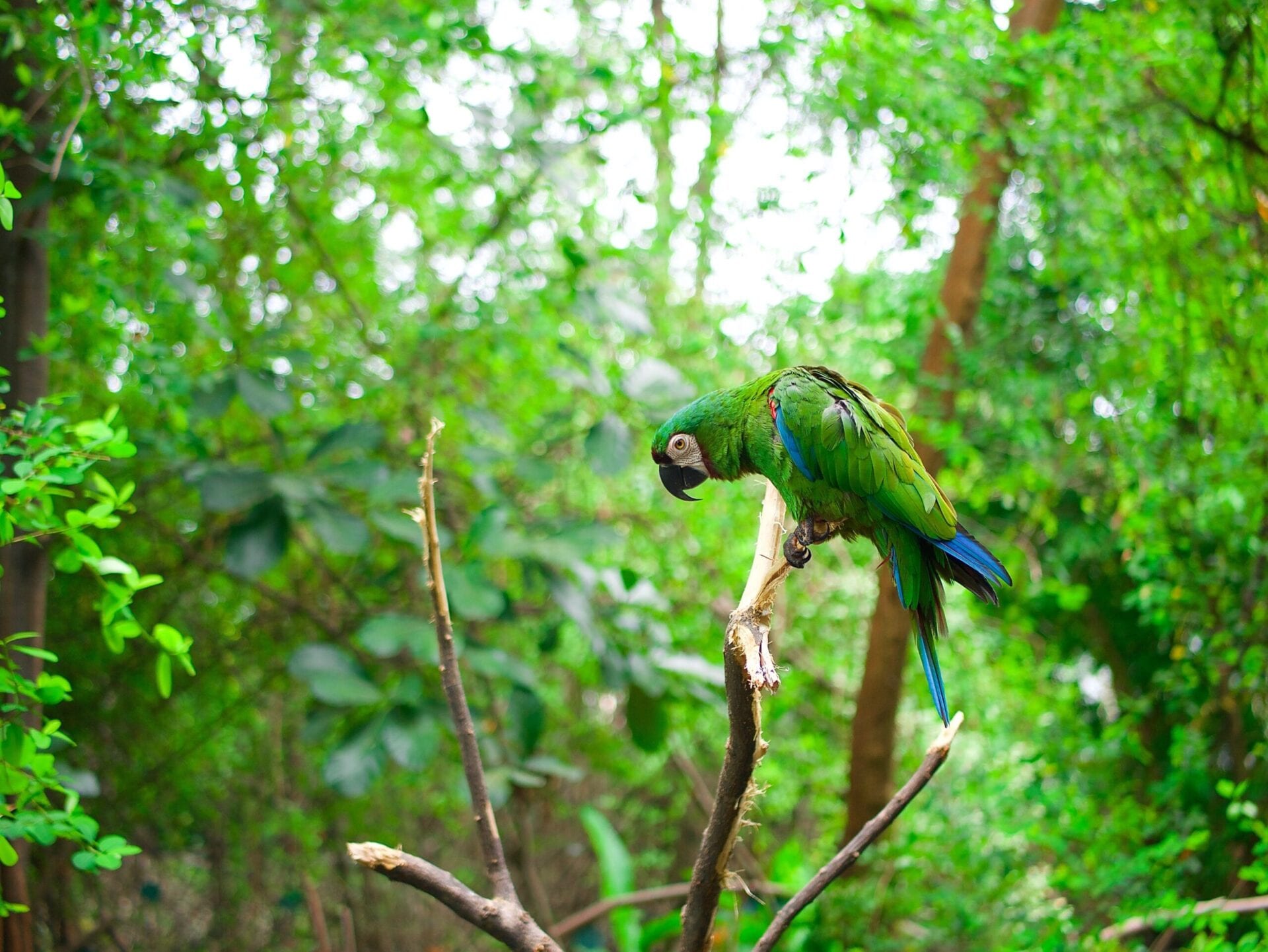 Farverig Papegøje sidder på træ i junglen Amazonans Ecuador