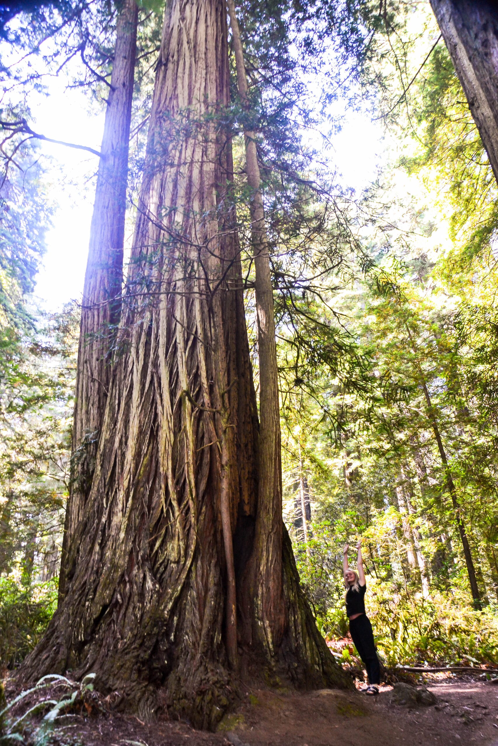 Backpacker strækker sig op mod Redwood i solskin USA