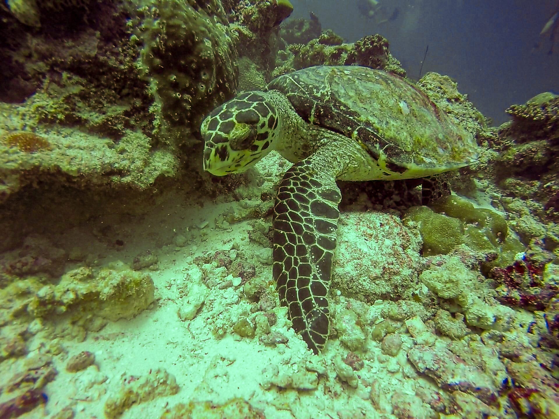 Skildpadde spiser koral