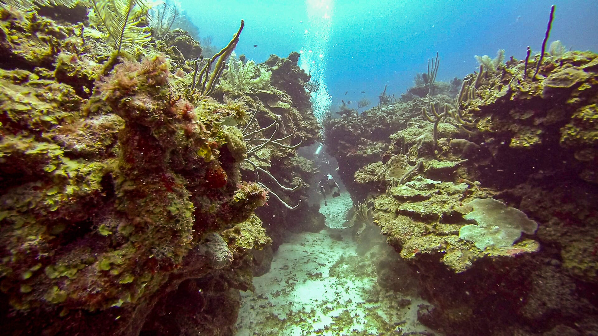 Smukke koralvægge Belize