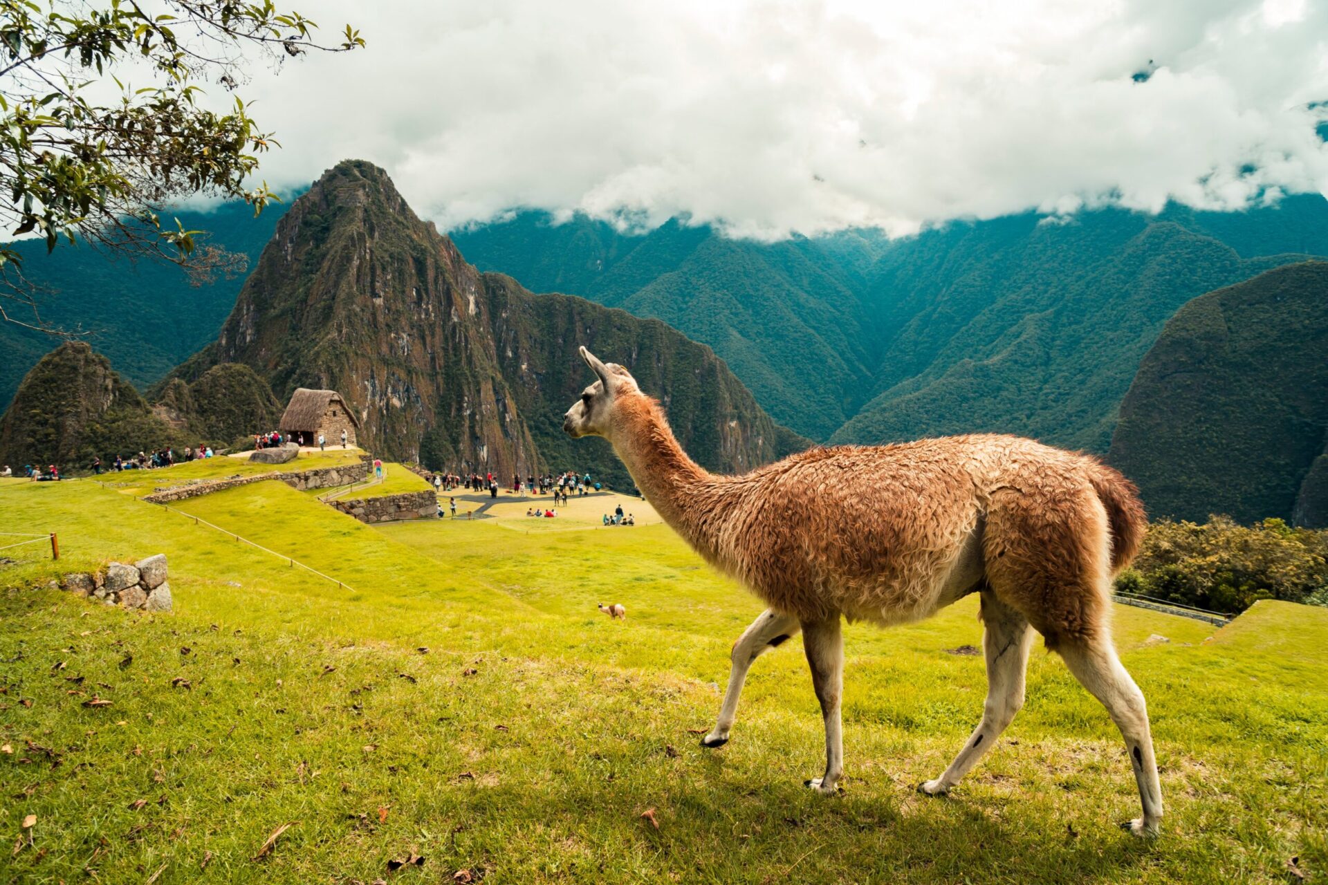 Lama ved Machu Picchu