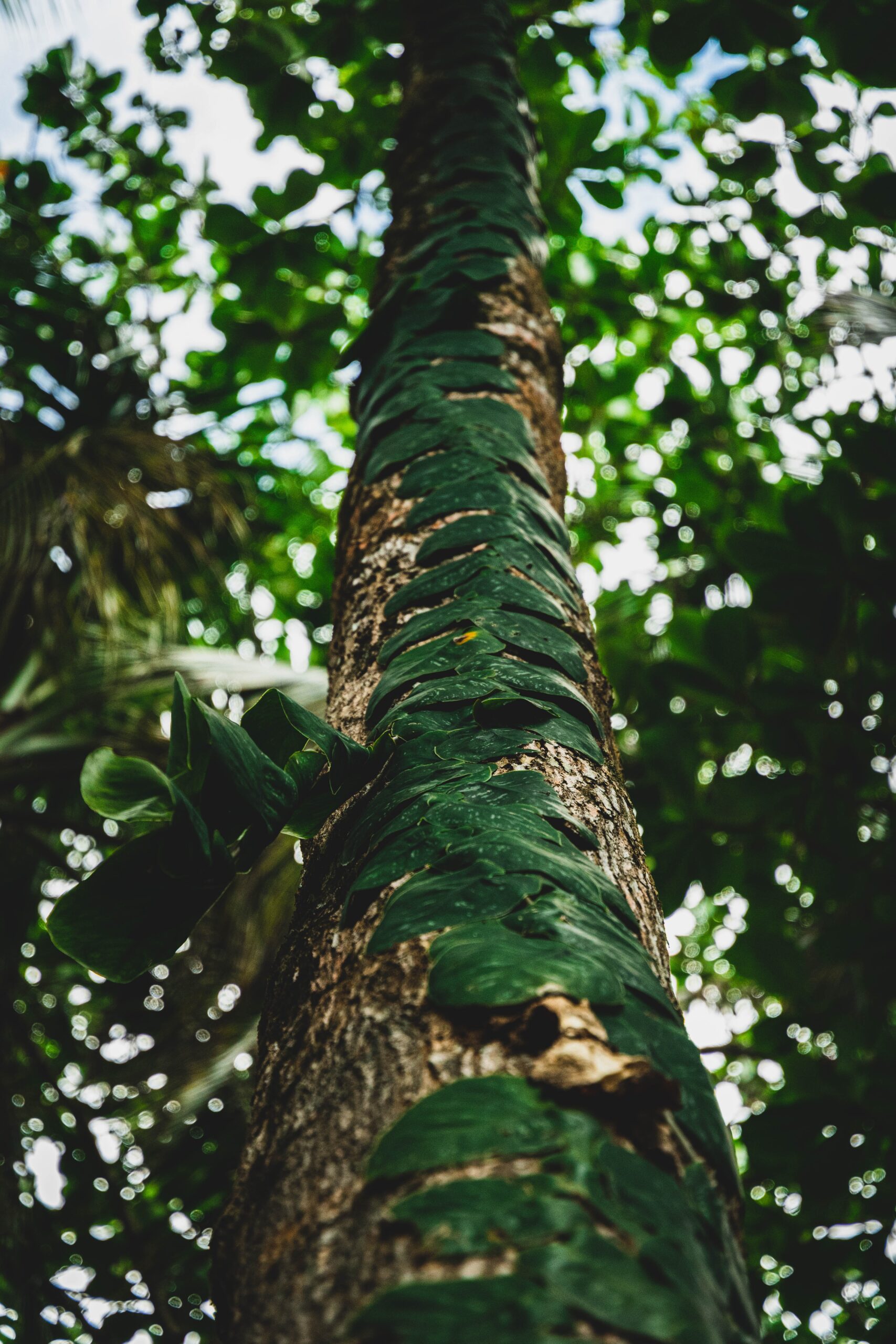 National park Cahuita træ i junglen