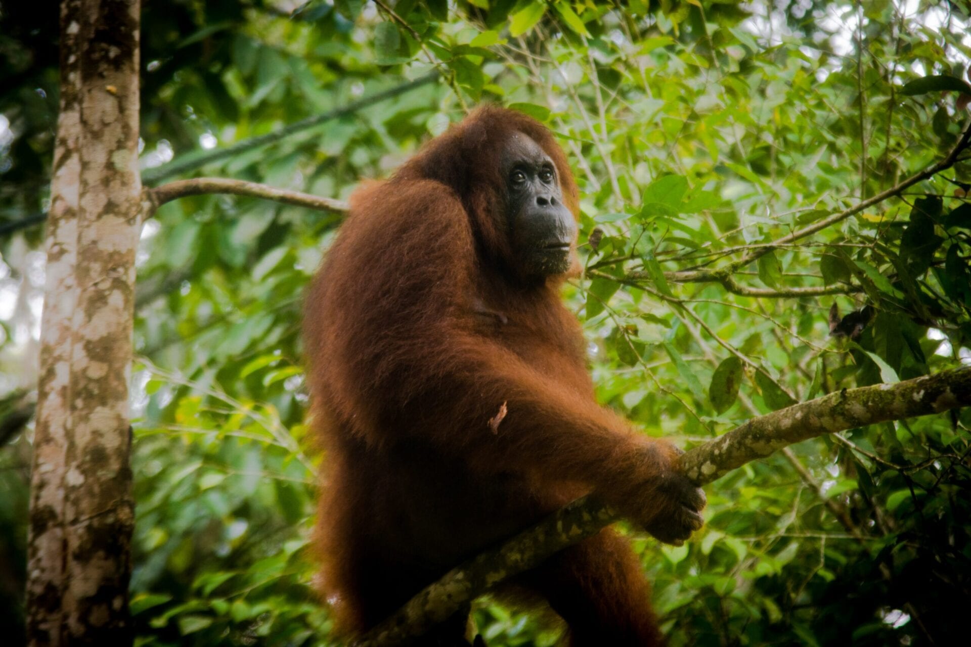 Stor Orangutang i junglen på Sumatra Indonesien