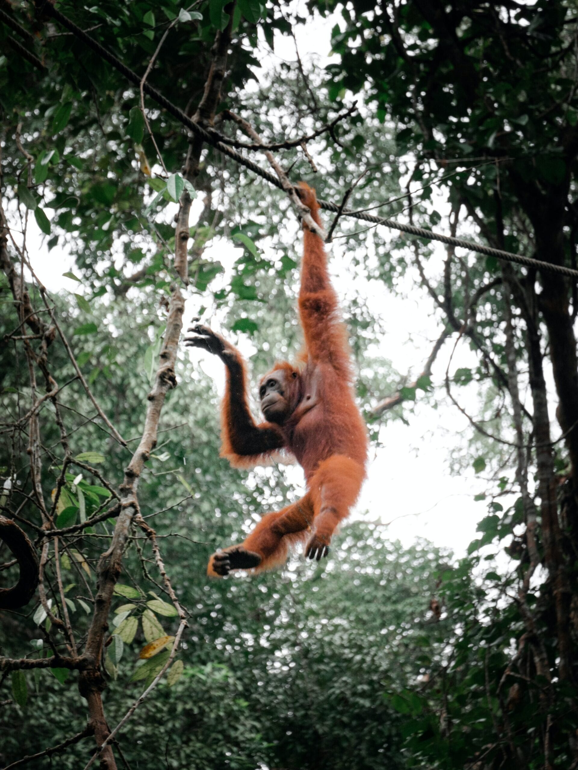 Orangutang svinger sig i junglen i Indonesien