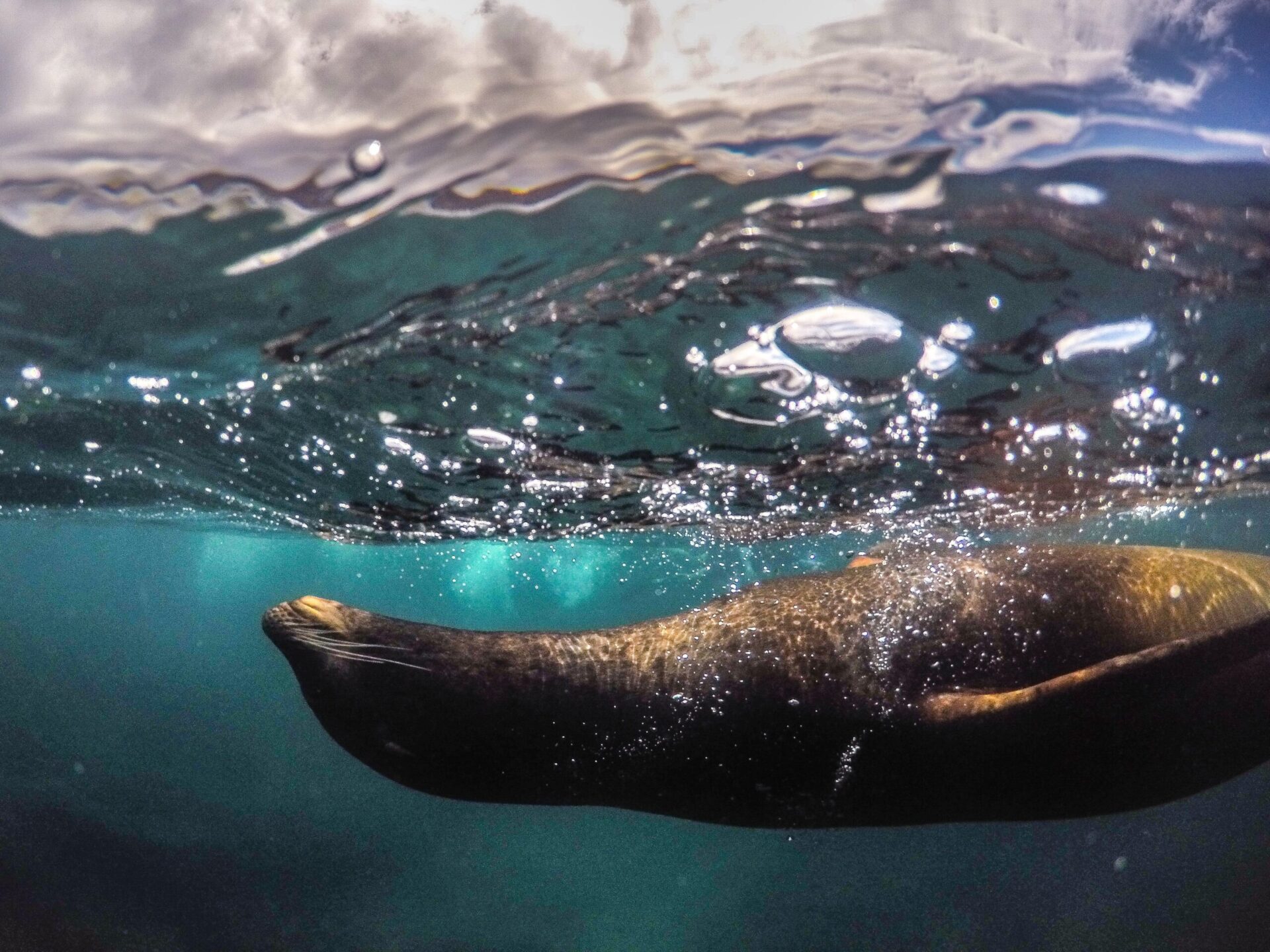 Sø Løve under vandskorpen på Galapagos