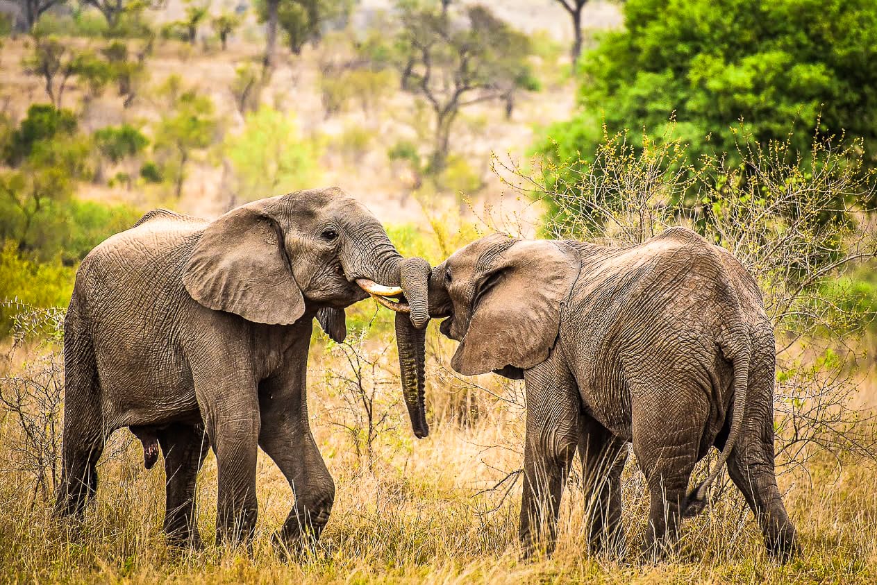 to elefanter leger i Kruger nationalpark i Sydafrika