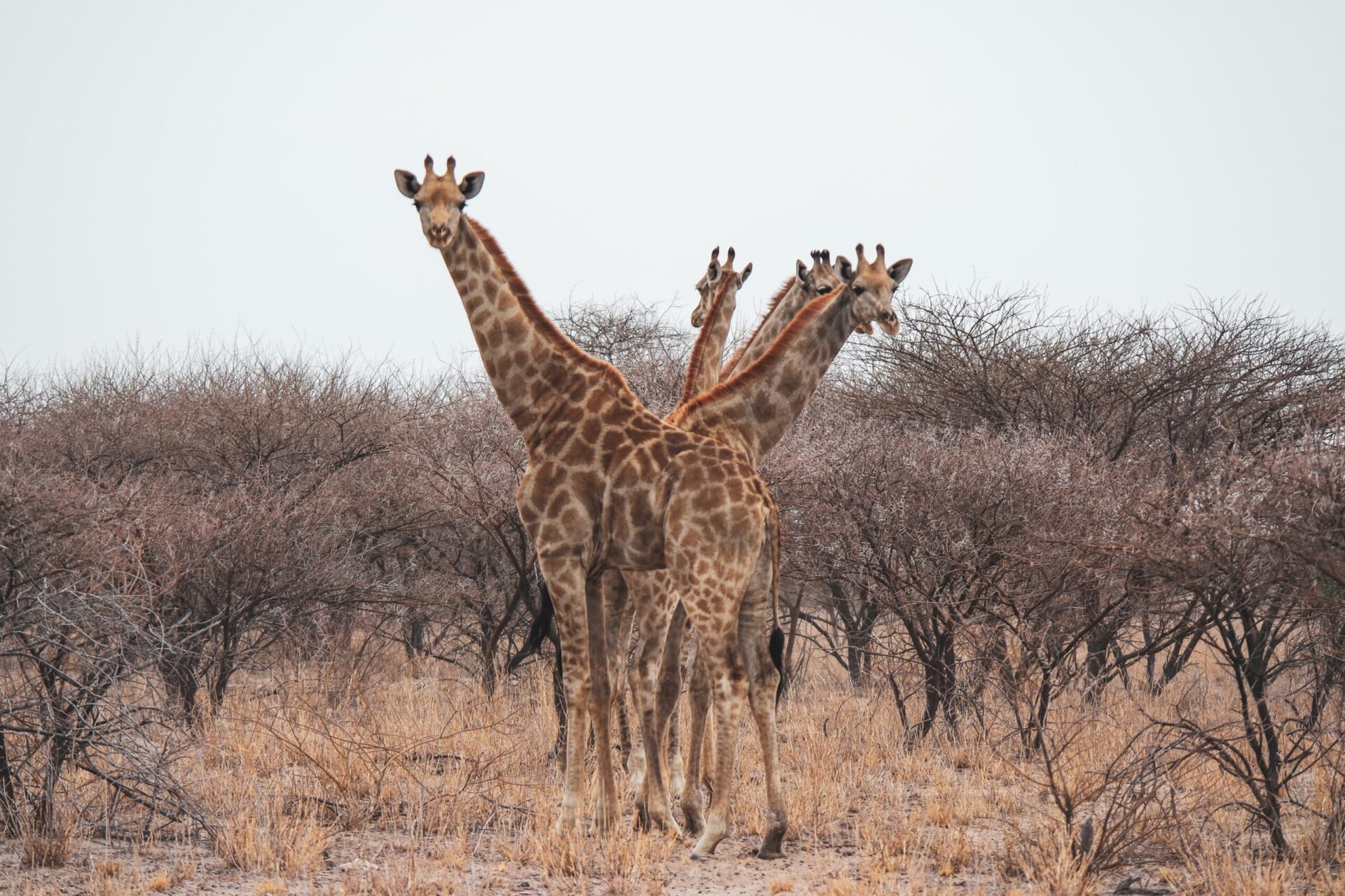 Gruppe af giraffer i Kalahari Ørkenen Namibia