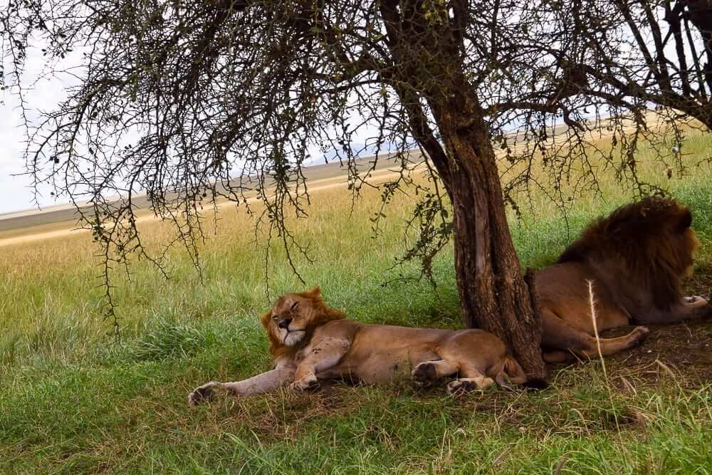 rejser med dyreliv med løver
