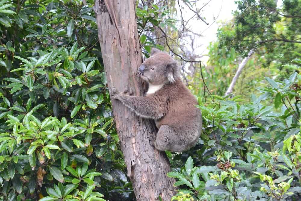 rejser med dyreliv med koalaer i Australien
