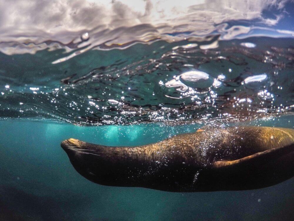 Rejser til Galapagos - Se sælerne tæt på