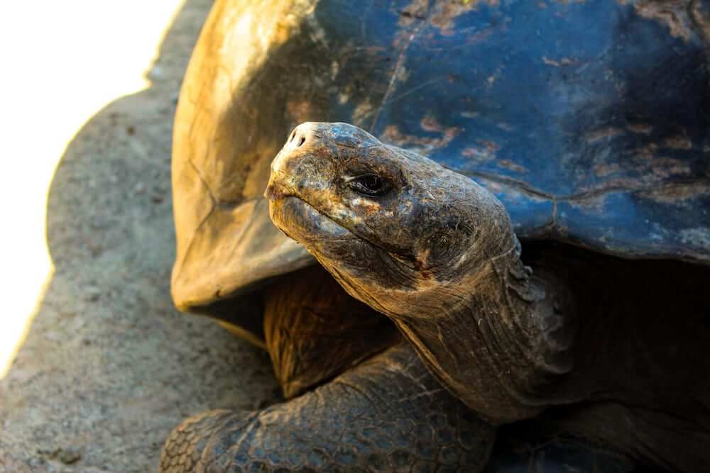 Rejser til Galapagos - med skildpadder